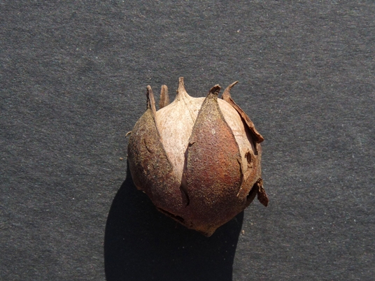 {Carya cordiformis}